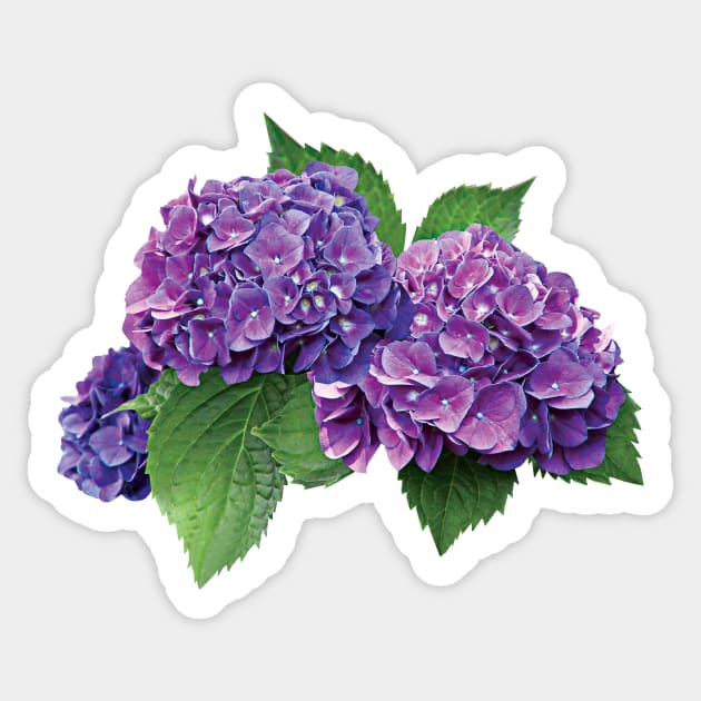 Hydrangeas - Purple Hydrangea Sticker by SusanSavad